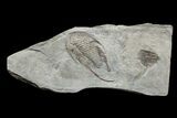 Lower Cambrian Trilobite (Neltneria) With Pos/Neg - Issafen #171556-1